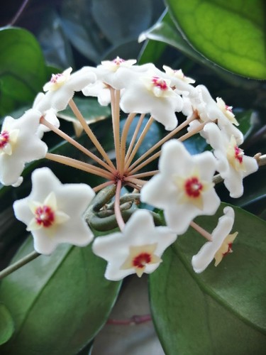 Hoya pflanze ableger - ableger, länge
