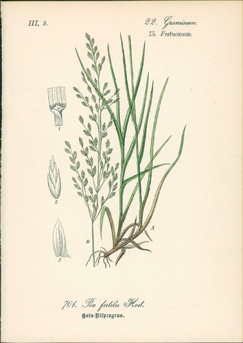 Chromolithographie - ,