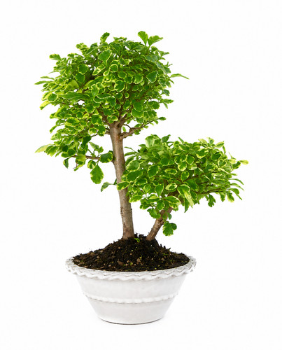 Durantha repens variegata - repens,