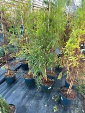 Taxodium distichum 1,5–1,7m Sumpfzypresse Echte Zypresse winterhart Sumpfeibe