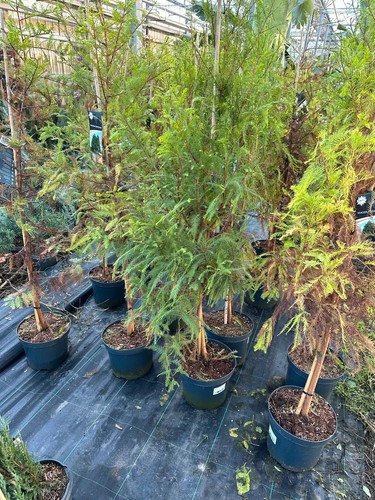 Taxodium distichum 1 7m - distichum, 1,5–1,7m