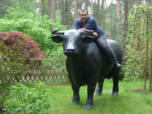 Bulle lebensgroß xxl stier - bulle,