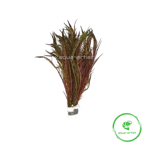 Rotala wallichii long leaf - wallichii, /