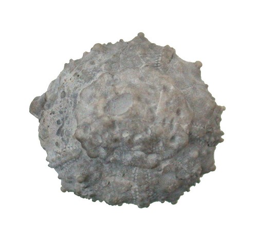 Kreide coenholectypus planus - ,