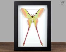 Echte Luna Motte Actias