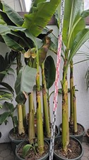 Musa Basjoo Riesige Japanische Faserbanane Pflanze Banane winterhart 230-270 cm