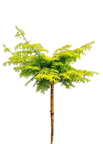 Urweltmammutbaum metasequoia - urweltmammutbaum,