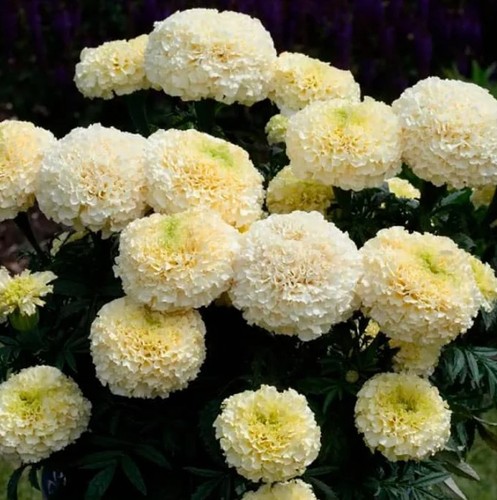 Tagetes eskimo - tagetes,
