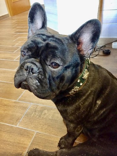 Designer hundehalsband - hundehalsband,
