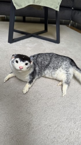 Nerz softmount taxidermy - nerz,