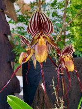 Paphiopedilum  Species  NEW Top Select Orchidee Orchideen