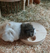  Meerschweinchen Kleintier Intelligenz Spielzeug Beschäftigung Futter 80038