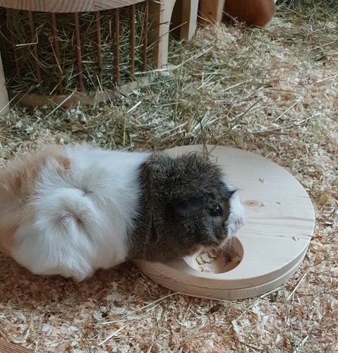 Meerschweinchen kleintier - ,