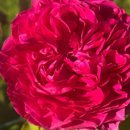 Rose gabriel oak - gabriel,