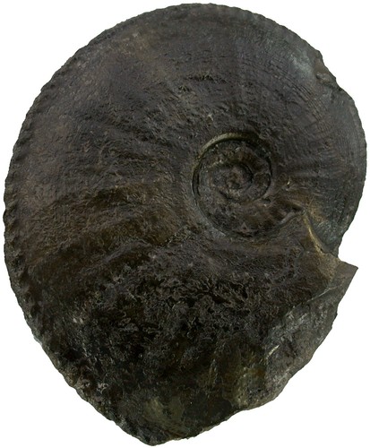 Lias amaltheus laevigatus - lias,