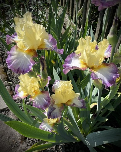 Schwertlilie iris - schwertlilie,