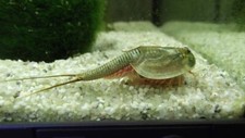 Triops Longicaudatus mit ca