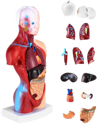 Anatomie modell teilig - modell, für