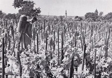 Grünberg/ Zielona Góra- In