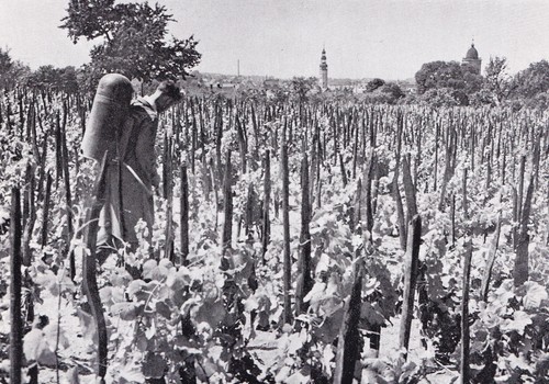 Grünberg zielona góra in - grünberg/,