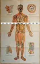 Akupunktur-Poster  Papier /