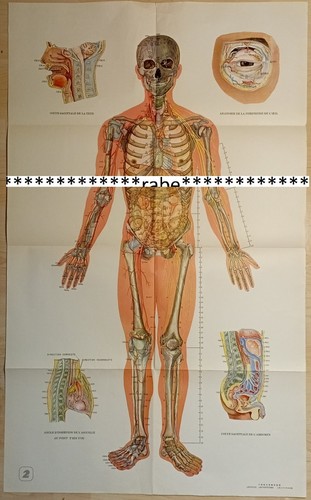 Akupunktur poster papier - akupunktur-poster,