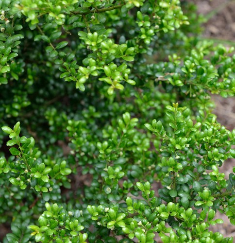 Japanische stechpalme ilex - stechpalme,