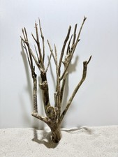 Talawa Wurzel XXL ähnlich