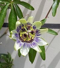 SAMEN Passionsblume die schönste Blume am Balkon Gartenzaun Saatgut Saat