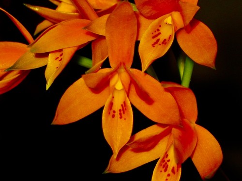Cattleya species orange - cattleya,