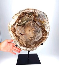 Versteinertes Holz - Madagaskar - schöner Farbe & Maserung - Fossil - Dekoration