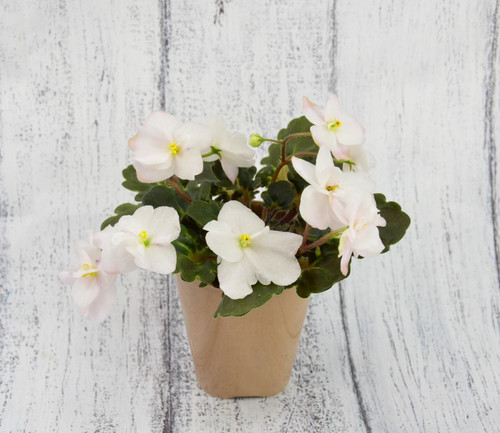 Afina african violet - african,