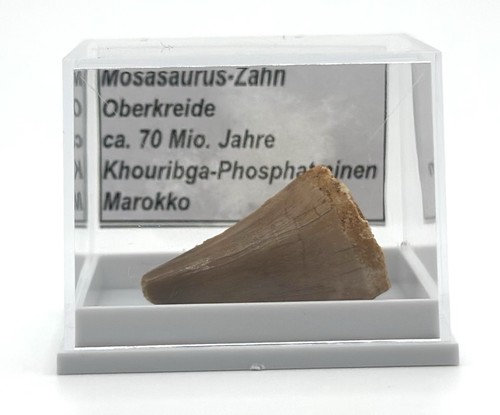 Schöner mosasaurus zahn - 1,