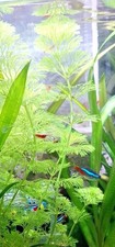 Hornkraut Pflanze Aquarium