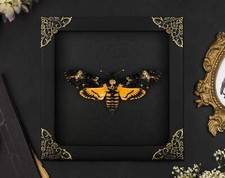 Echte Totenkopfmotte Acherontia atropos in Barock Bilderrahmen 16x16cm Gothic St