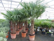 Trachycarpus Fortunei Palme 