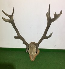 Hirschgeweih Rotwild mit