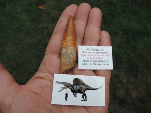 Großer zahn vom spinosaurus - großer,