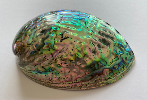 Große paua abalone perlmutt - paua,