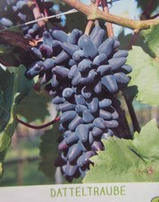 Vitis datteltraube blaue - vitis,