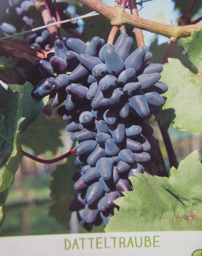 Vitis datteltraube blaue - vitis, 'datteltraube'