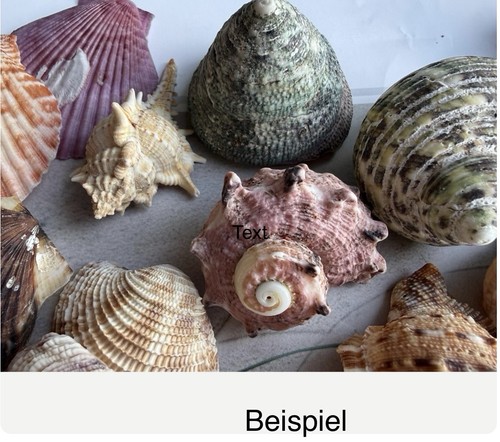 Muschel mix stück - muschel, 50