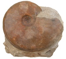 Dogger  Standstück mit