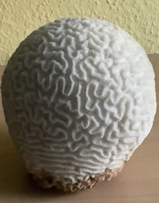 Echte Hirnkoralle gebleicht … Außergewöhnliche Größe… 2,6 Kg