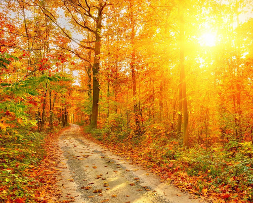 Wald sonnenuntergang blätter - wald,