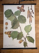 Haselnuss Nuss Strauch  Busch