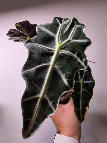 Alocasia polly jungpflanzen - alocasia,