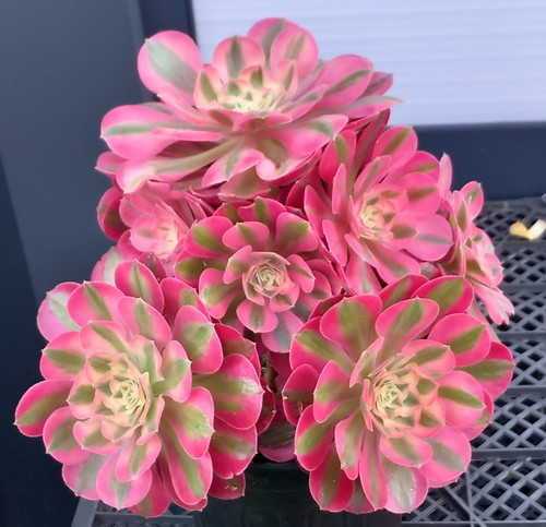 Aeonium pink witch - aeonium,