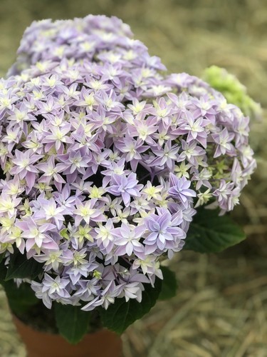 Hortensie mit gefüllter