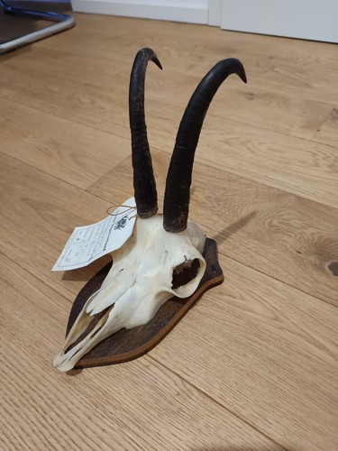 Gamsbock schädel mit - gamsbock,